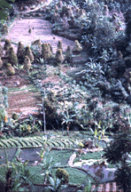 rice padi