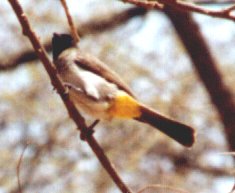 garden bulbul