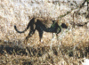 cheetah