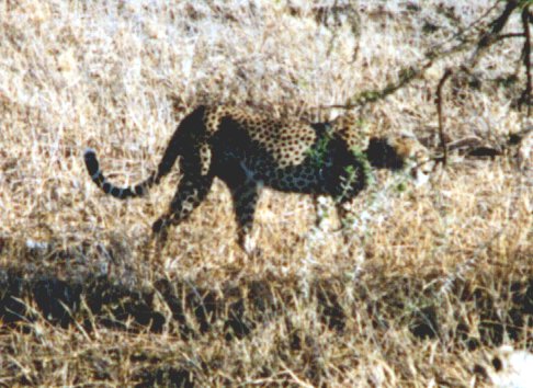 cheetah
