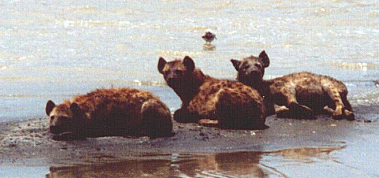 hyenas