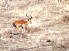 impala