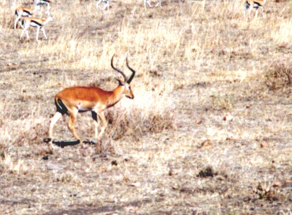 impala