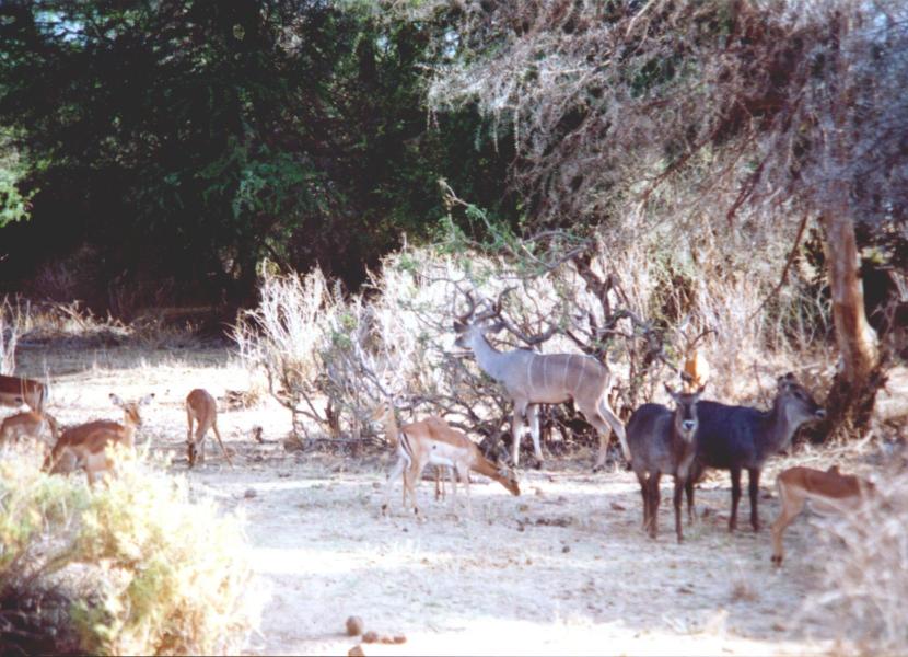 kudu