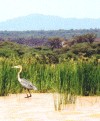 reuzen reiger