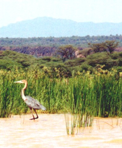 reuzen reiger