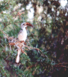 roodsnaveltok