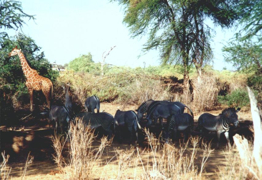 zebra's en giraffe