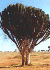 melkboom
