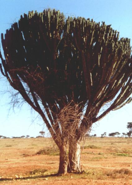 melkboom
