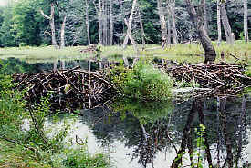 Beaver Dam