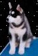 Queres comprar un perrito Siberiano?