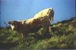 Vacas en la montaña de Zuberoa