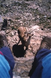 Basahuntzaren jakinmina