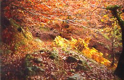 Balenkaleku aldera igotzen, Altzanian