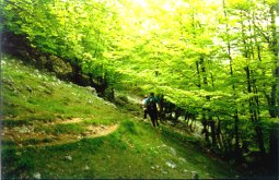 Orisol inguruko basoetan. Egin klik handiago ikusteko