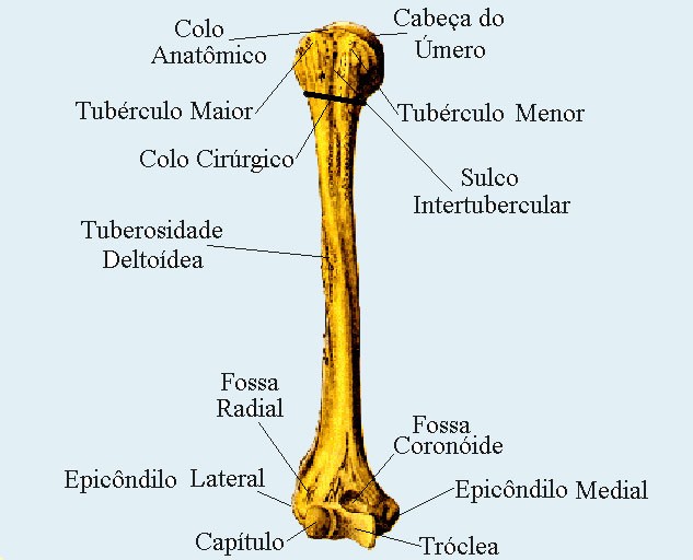 Anatomia do úmero Quiz