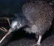 kiwis