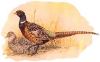 Pheasant