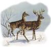 White Tailed Deer