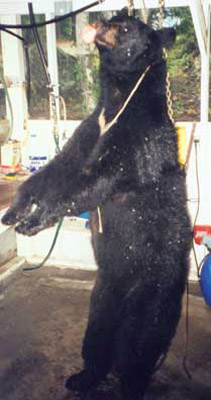 bear3