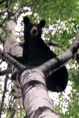 bear6