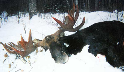 moose2