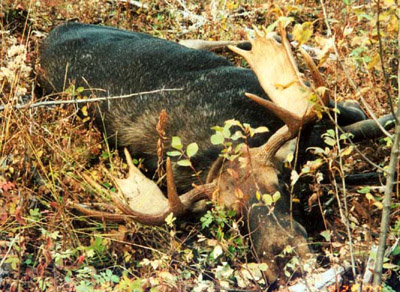 moose3