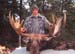 moose1