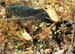 moose3