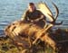 moose4
