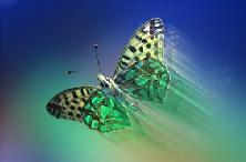 fly