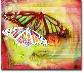 Butterfly