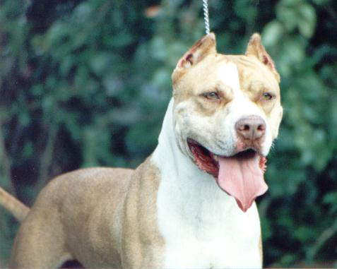 Thundera06.jpg - 64375 Bytes