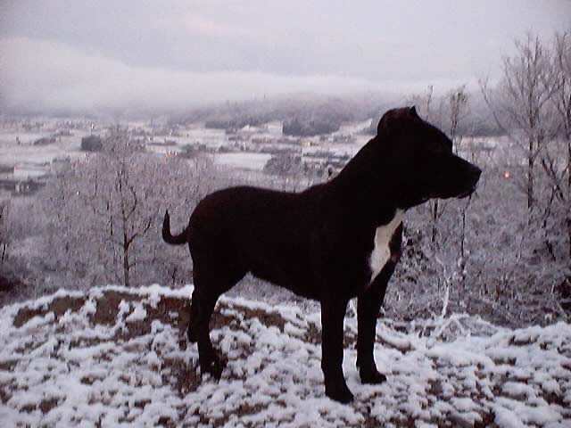 snapshot_0017.JPG - 48591 Bytes