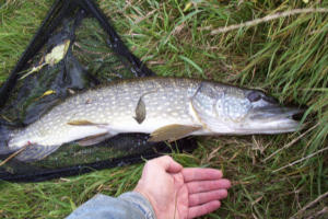 6lb pike (John)