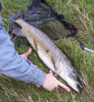 12lb 9oz pike (John)