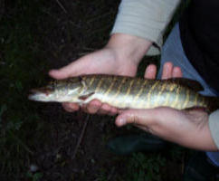14oz jack pike (Tim)