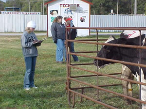 Ashley Guenther at Dairy Cattle