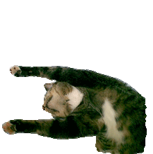 Leo, my sister's cat!