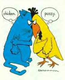 Chicken & Pussy