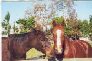 Josie and Advantage
