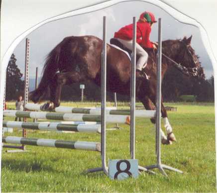 80 cm Showjumping