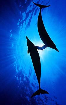 image of dolphin here