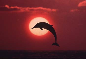 Sunset type dolphin image here