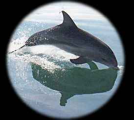 dolphin image here