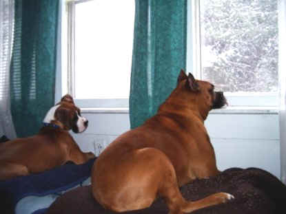 Gunner and Missy watching the snow in February 2005