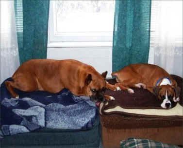 Each boxer has his or her own spot by the window
