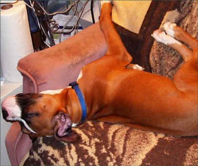 Puppies sleep in such strange positons.......they sure do make you laugh