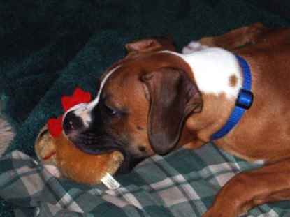 Gunner with his favorite toy.....a squeaky moose
